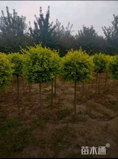 冠幅180厘米金叶榆球