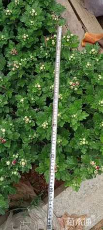 高度150厘米国庆菊