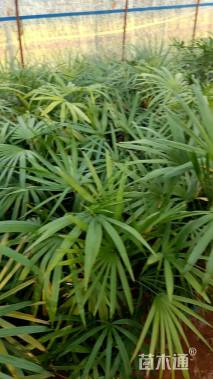 裸干高40厘米棕竹