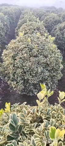 冠幅120厘米金边黄杨球