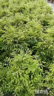 高度25厘米紫云藤