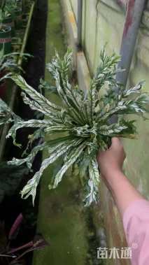 高度20厘米鸟巢蕨