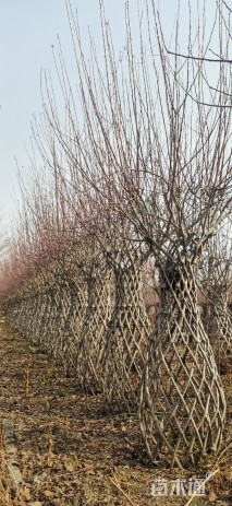 高度200厘米海棠花瓶