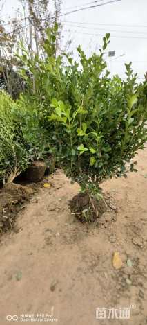 高度50厘米小叶黄杨