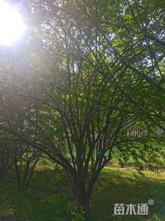 高度450厘米丛生金银木