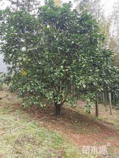 15公分柚子树