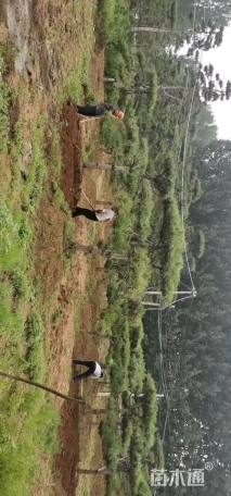 15公分造型油松