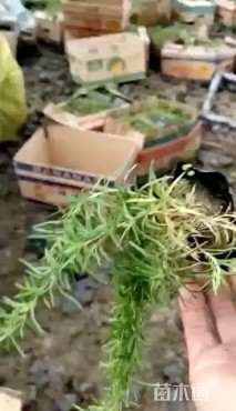 高度10厘米福禄考