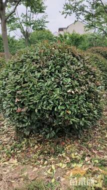 冠幅150厘米红叶石楠球