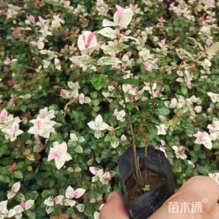 10厘米花叶络石