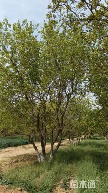 高度750厘米丛生元宝枫