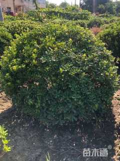 冠幅200厘米海桐球