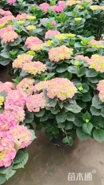 高度80厘米八仙花