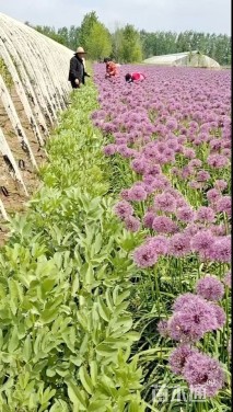 高度60厘米大花葱