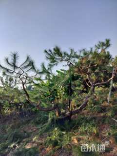 高度200厘米马尾松