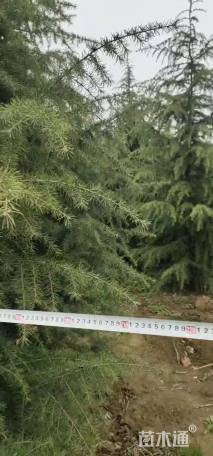 高度400厘米雪松