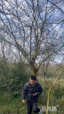 高度500厘米丛生紫薇