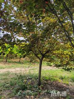 10公分紫叶加拿大紫荆