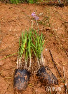 高度30厘米紫娇花