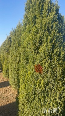 高度350厘米望都塔桧