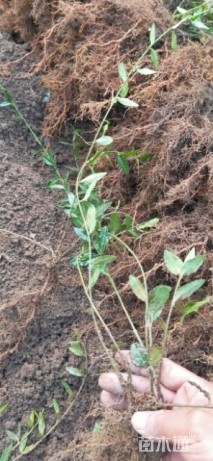 50厘米小叶扶芳藤