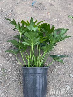 高度55厘米春羽