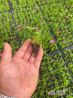 高度15厘米欧石竹