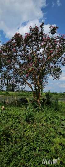 高度700厘米大红紫薇