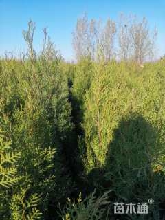 高度180厘米侧柏