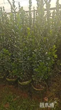 5公分五辫发财树