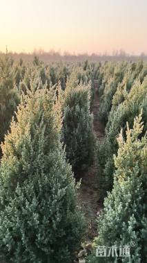 高度120厘米桧柏