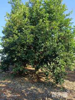 高度70厘米丛生胡柚