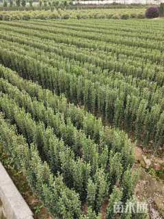 高度20厘米直立冬青