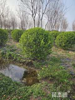 冠幅180厘米卫矛球