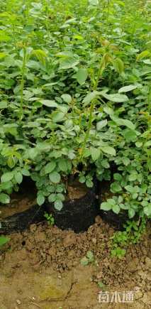 高度24厘米月季