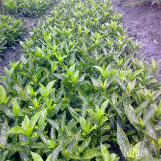 高度100厘米洒金珊瑚小苗