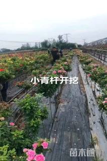 高度70厘米棒棒糖月季