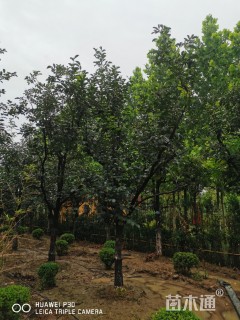 18公分柿树