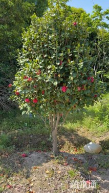 高度350厘米茶花