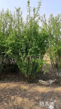 高度300厘米丛生榆叶梅