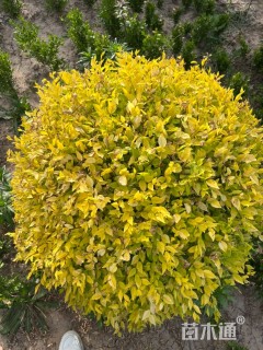 冠幅100厘米金叶榆球