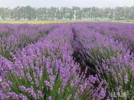 高度20厘米薰衣草