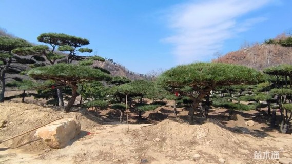 高度180厘米油松