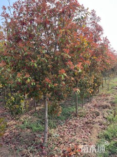 高度2500厘米中华石楠