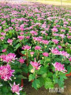 高度40厘米菊花