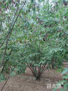 5公分茶条槭