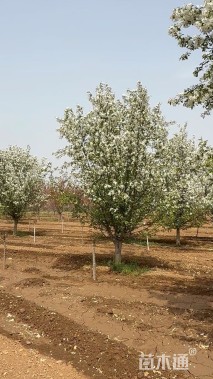 18公分湖北海棠