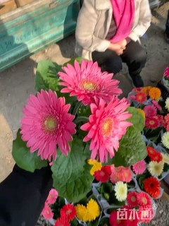 高度25厘米非洲菊