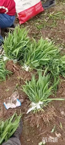 高度20厘米大花萱草