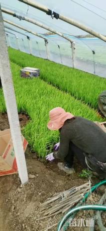 10厘米黄菖蒲